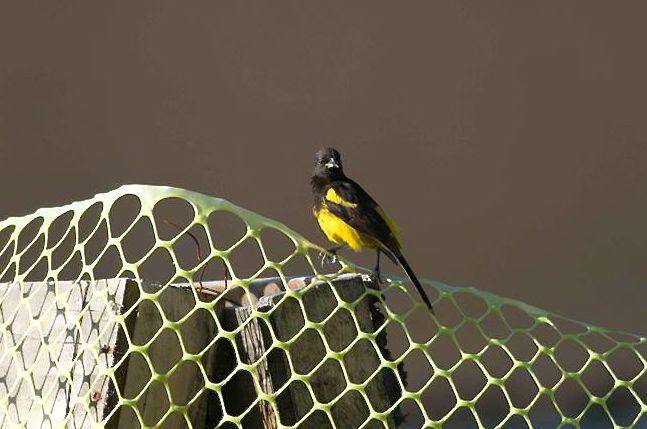 Bahama oriole (rollingharbour.com/Rolling Harbour Abaco)