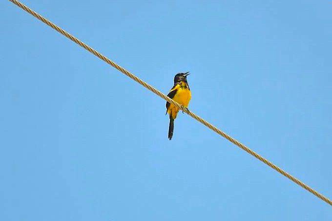 Bahama oriole (rollingharbour.com/Rolling Harbour Abaco)