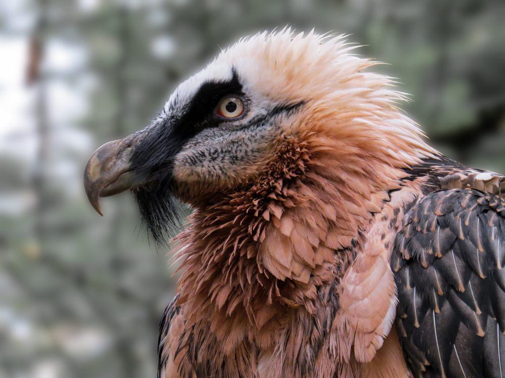 Bearded Vulture (pixabay.com/garten-gg)
