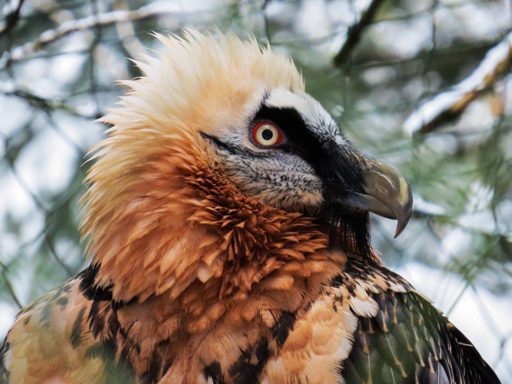 Bearded Vulture (pixabay.com/garten-gg)