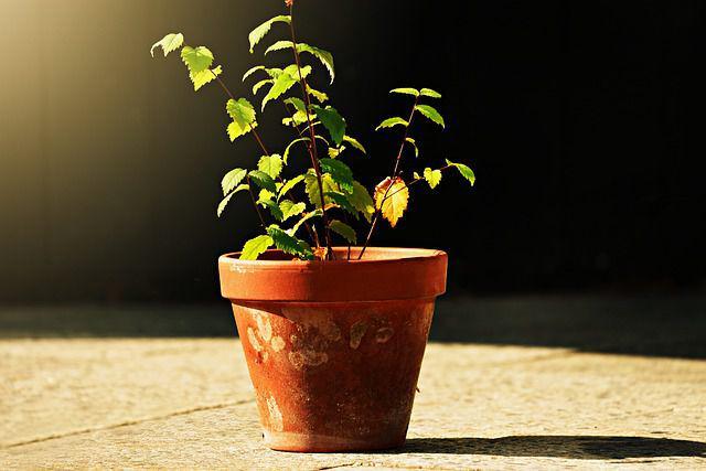 ilustrasi pot tanaman (pixabay.com/MabelAmber)