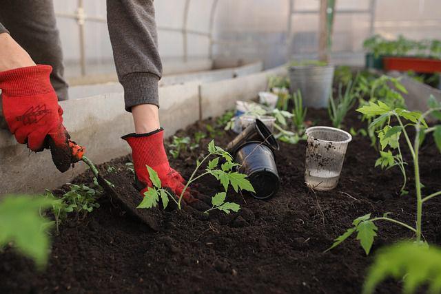 8 Sayuran yang Tahan Panas dan Cocok untuk Berkebun di Musim Kemarau