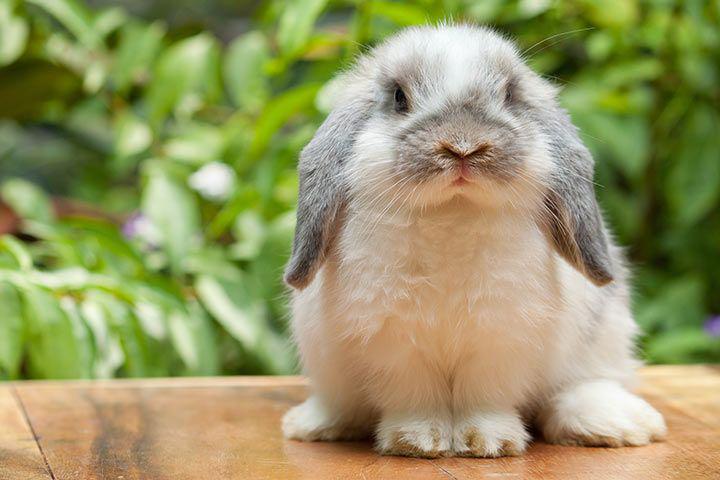 6 Fakta Kelinci Holland Lop, si Imut Menggemaskan yang Pandai Melompat