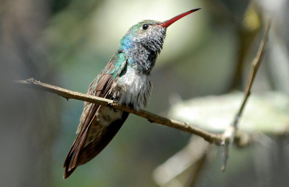 Honduran emerald (abcbirds.org/Robert Himan)