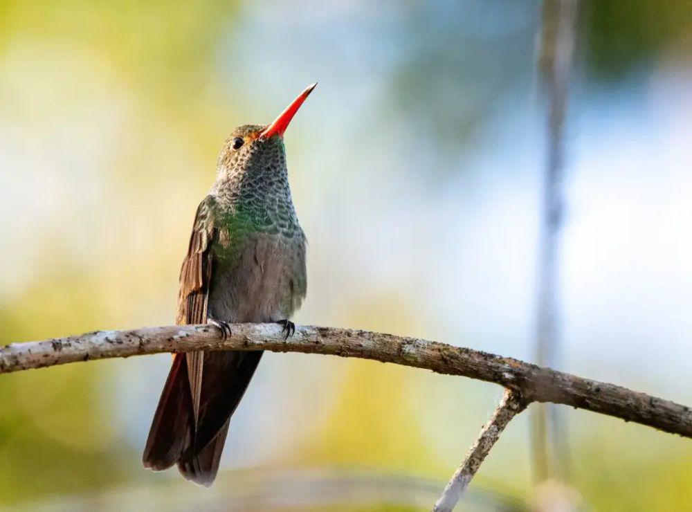 Honduran emerald (earthlife.net/Earth Life)
