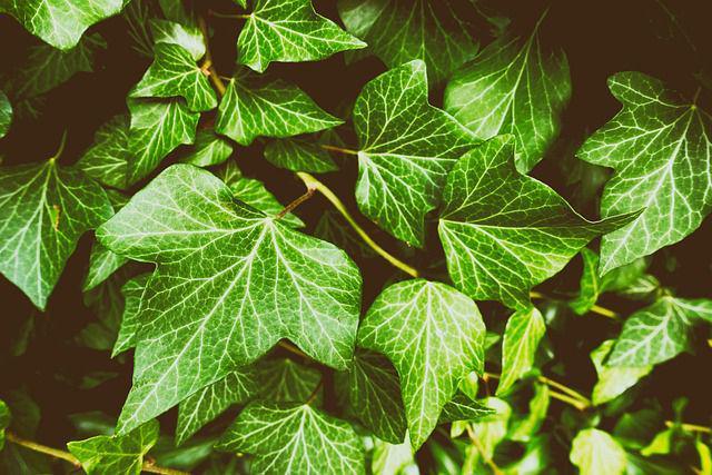 ilustrasi english ivy (pixabay.com/Alexas_Fotos)