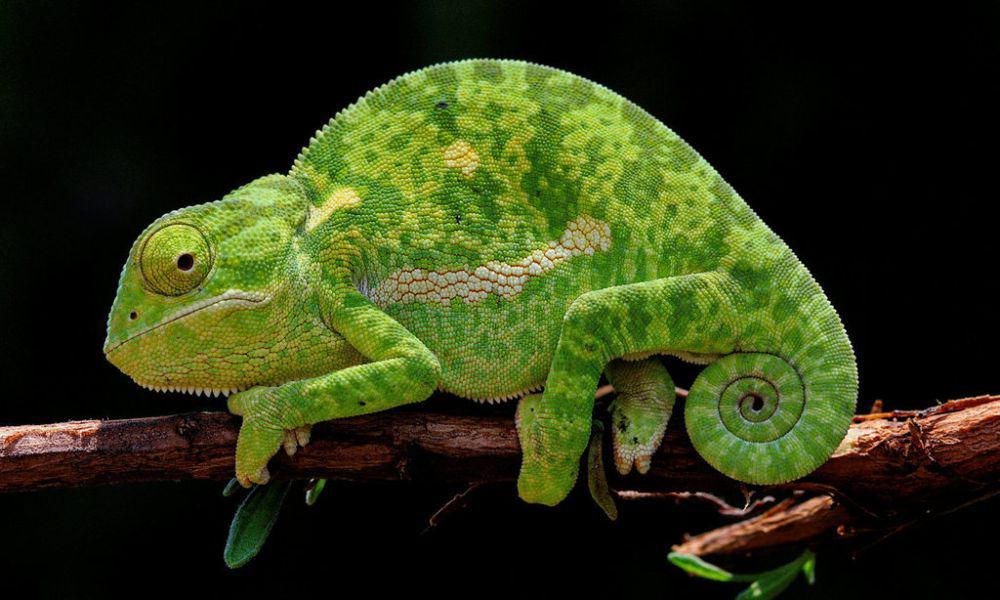 Bunglon bisa mengubah warna kulit (inaturalist.org/tjeerd)