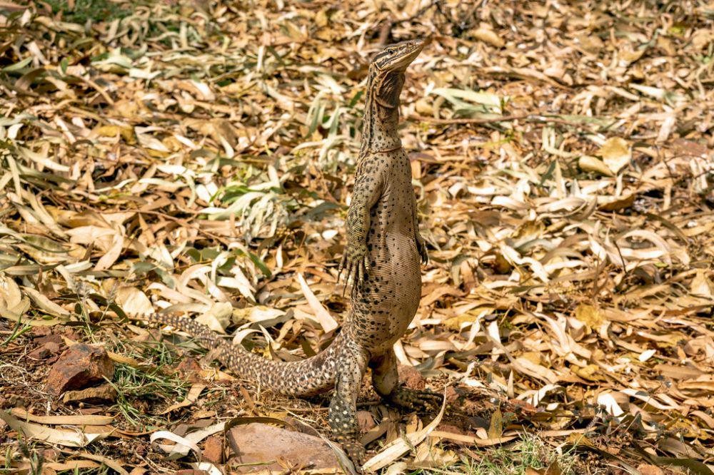 Biawak bisa berdiri dengan dua kaki (inaturalist.org/Gary Stephenson)