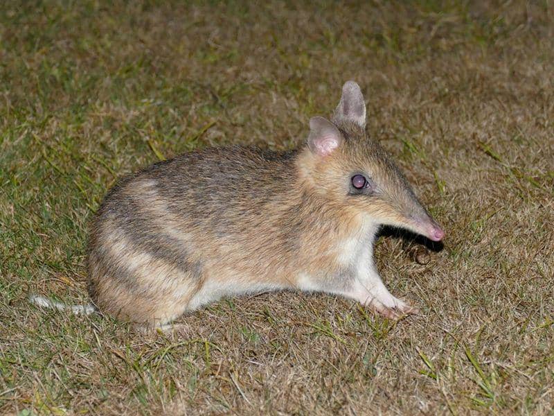 Eastern barred bandicoot (inaturalist.nz)