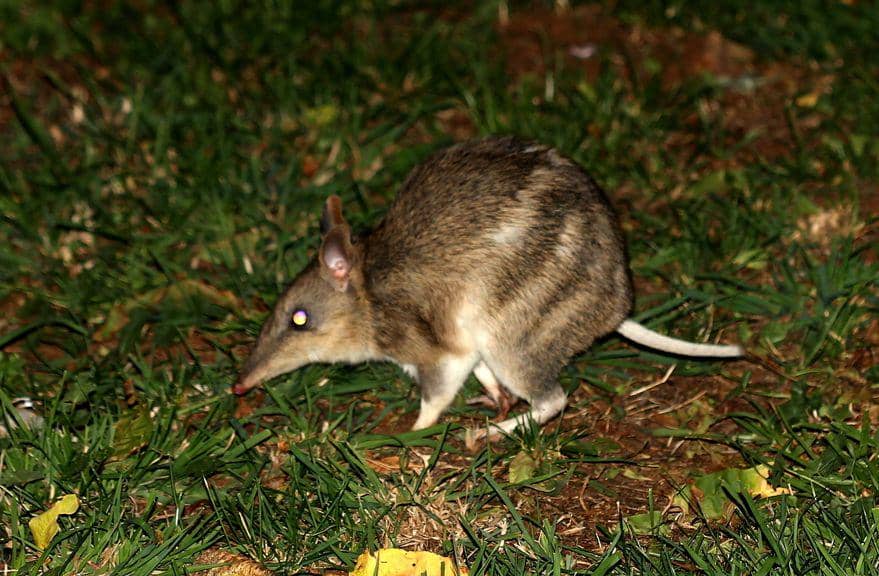 Eastern barred bandicoot (inaturalist.org)