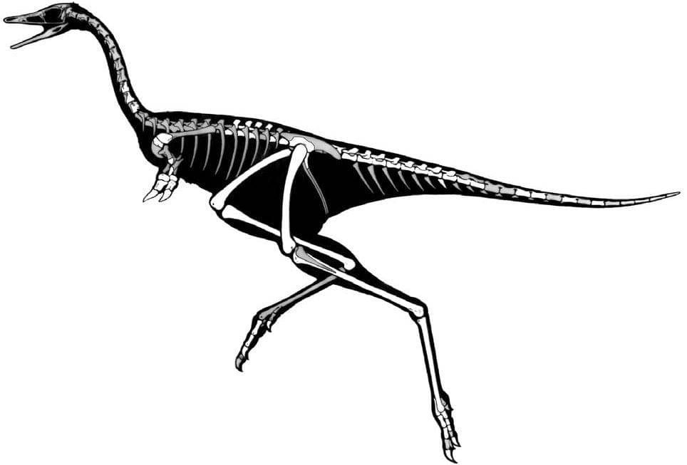 Linhenykus (commons.wikimedia.org)