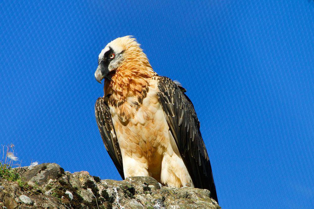 Bearded Vulture (pixabay.com/422737)