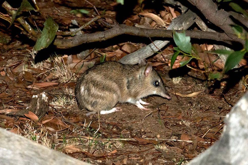 Eastern barred bandicoot (inaturalist.org)
