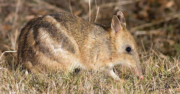 5 Fakta Eastern Barred Bandicoot, Populasinya Tersisa Ratusan Ekor!