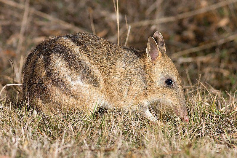 Eastern barred bandicoot (commons.wikimedia.org/JJ Harrison)
