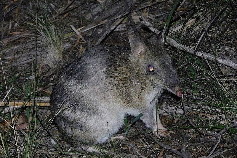 Eastern barred bandicoot (commons.wikimedia.org/Geroge_Vaughan)