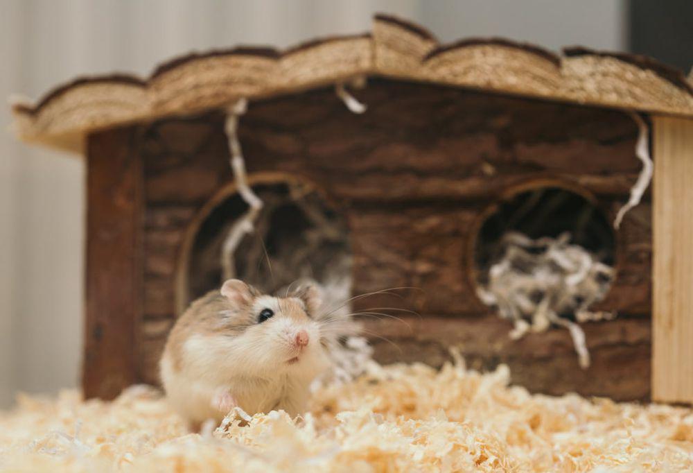 10 Penyebab Hamster Mati saat Dipelihara, Bukan Mati Konyol!