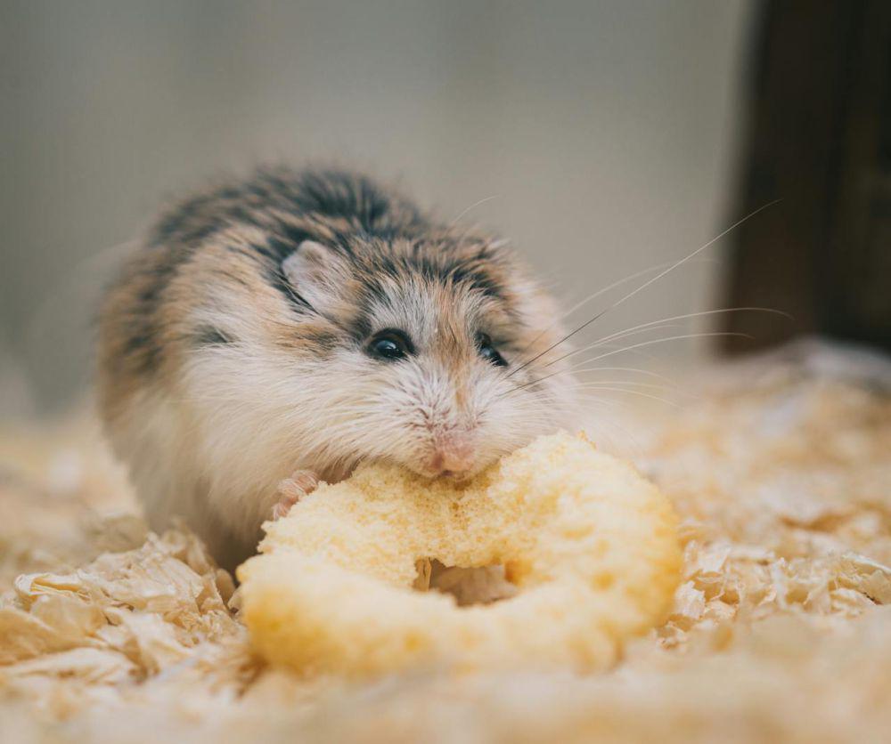 ilustrasi hamster makan (pexels.com/Ellie Burgin)