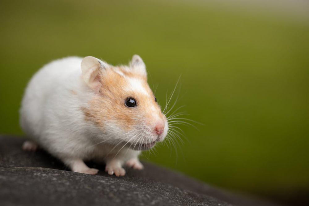 5 Tips Merawat Hamster bagi Pemula