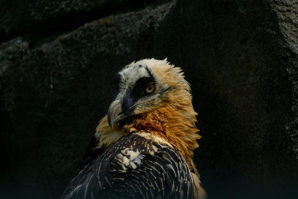 Bearded Vulture (unsplash.com/Robert Schwarz)