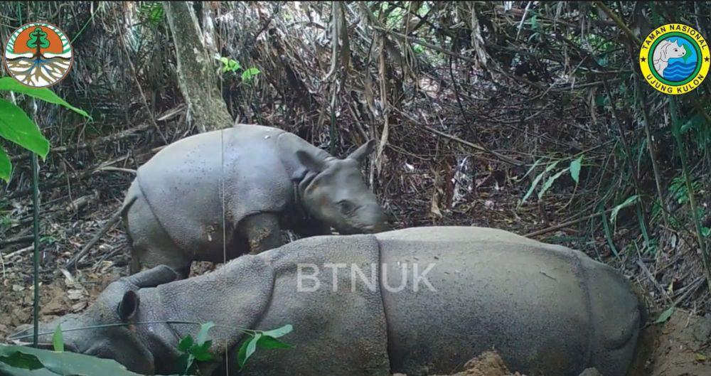 Proyek Main-main Pengamanan Badak Jawa
