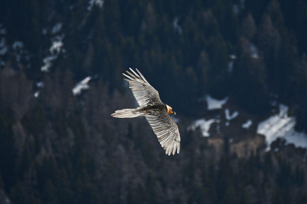 Bearded Vulture (unsplash.com/silvan michel)