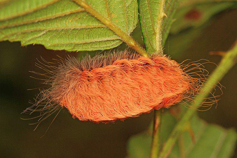 tampak dekat ulat kucing, larva dari flannel moth (commons.wikimedia.org/Judy Gallagher)