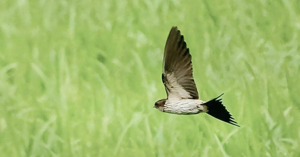 3 Perbedaan Burung Walet dan Burung Sriti, Jangan Keliru!