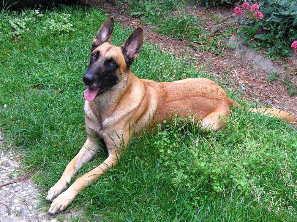 belgian malinois (commons.wikimedia.org/wim harwig)
