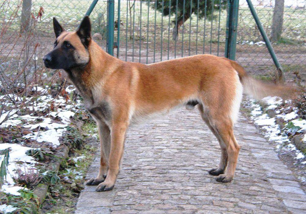 belgian malinois (commons.wikimedia.org/Manu)