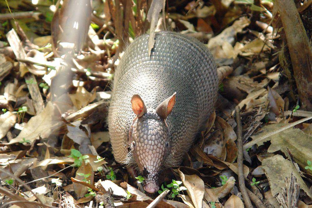 ilustrasi armadillo bergaris sembilan (wikimedia.org/Kolossos)