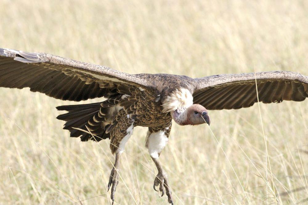 Ruppell's Vulture, Burung Hering yang Mengagumkan dan Terancam Punah