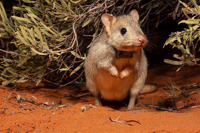 Boodie (commons.wikimedia.org/Banjo Bilby)