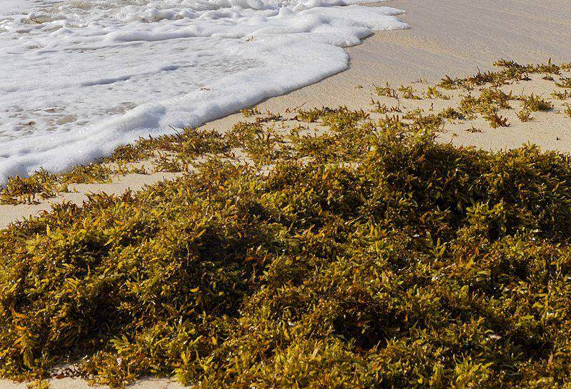 Ilustrasi Sargassum yang terdampar di pesisir pantai (commons.m.wikimedia.org/Jonathan Wilkins)