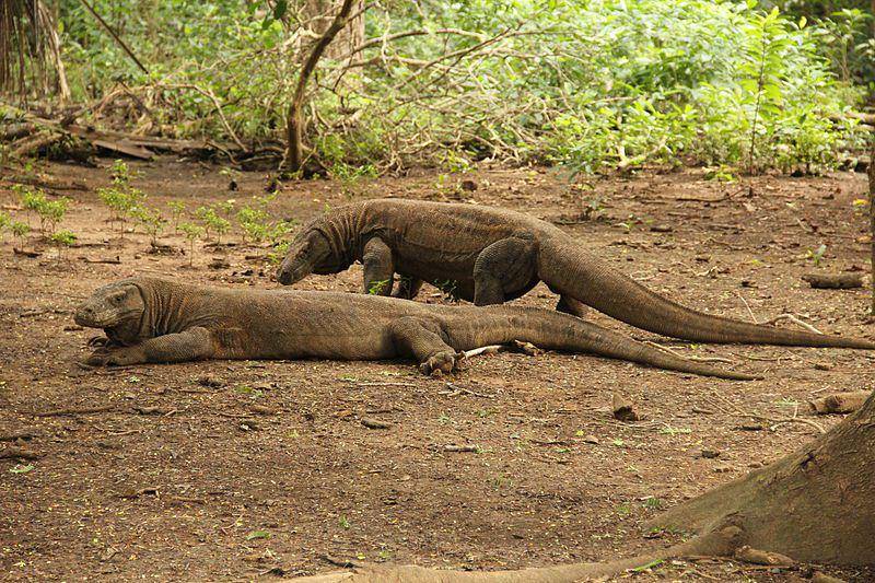 dua ekor komodo dewasa yang sangat mengintimidasi (commons.wikimedia.org/Viglianti)