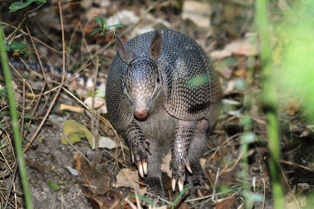 ilustrasi armadillo bergaris sembilan (wikimedia.org/panza.rayada)