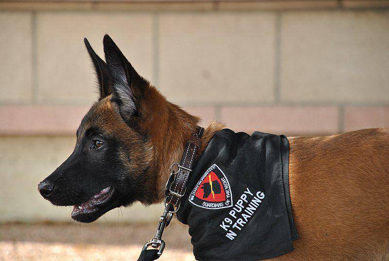 belgian malinois (commons.wikimedia.org/US Air Force)