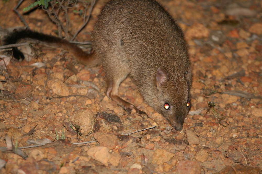 Boodie (inaturalist.org)