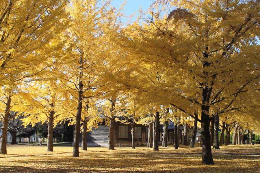 pohon ginkgo di halaman Kearsipan dan Museum Prefektur Ibaraki, Jepang (visit.ibarakiguide.jp)