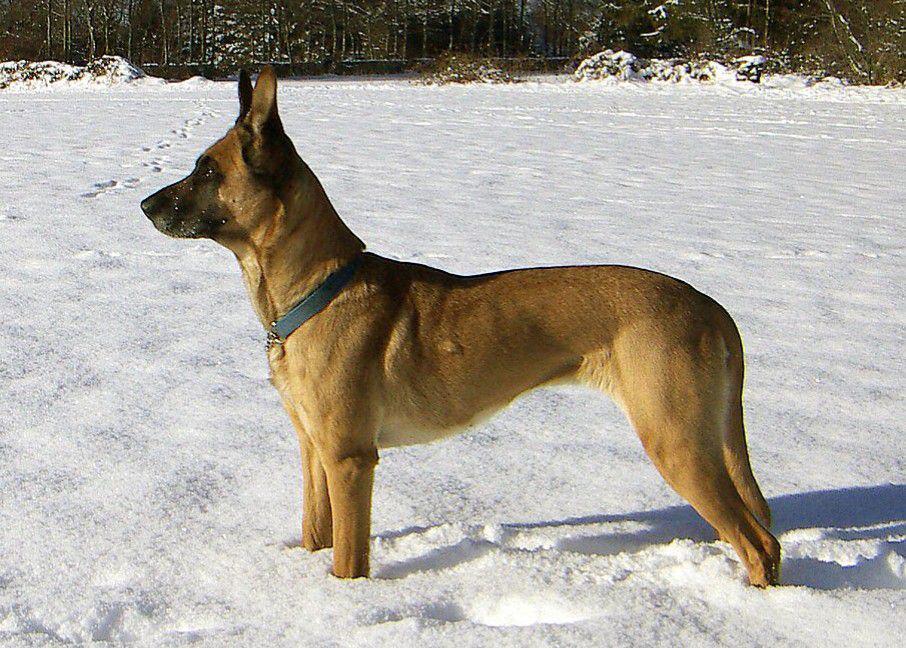 5 Fakta Belgian Malinois, Anjing Serba Bisa dalam Berbagai Peran