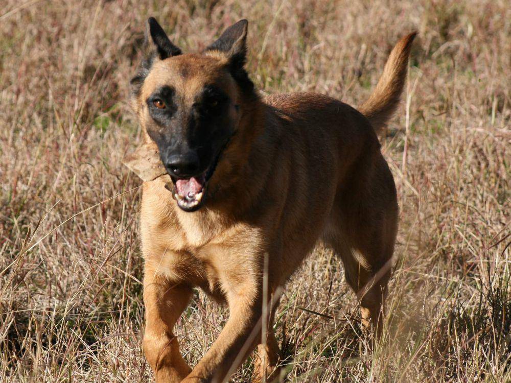 belgian malinois (commons.wikimedia.org/diveofficer)