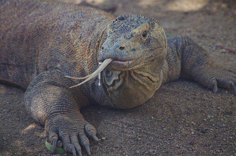 Gerakan tiba-tiba justru hanya akan membuat komodo menyerang manusia. (commons.wikimedia.org/NAPARAZZI)