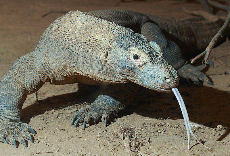 Di balik penampilannya, komodo sebenarnya dapat berlari relatif cepat. (commons.wikimedia.org/Mark Dumont)