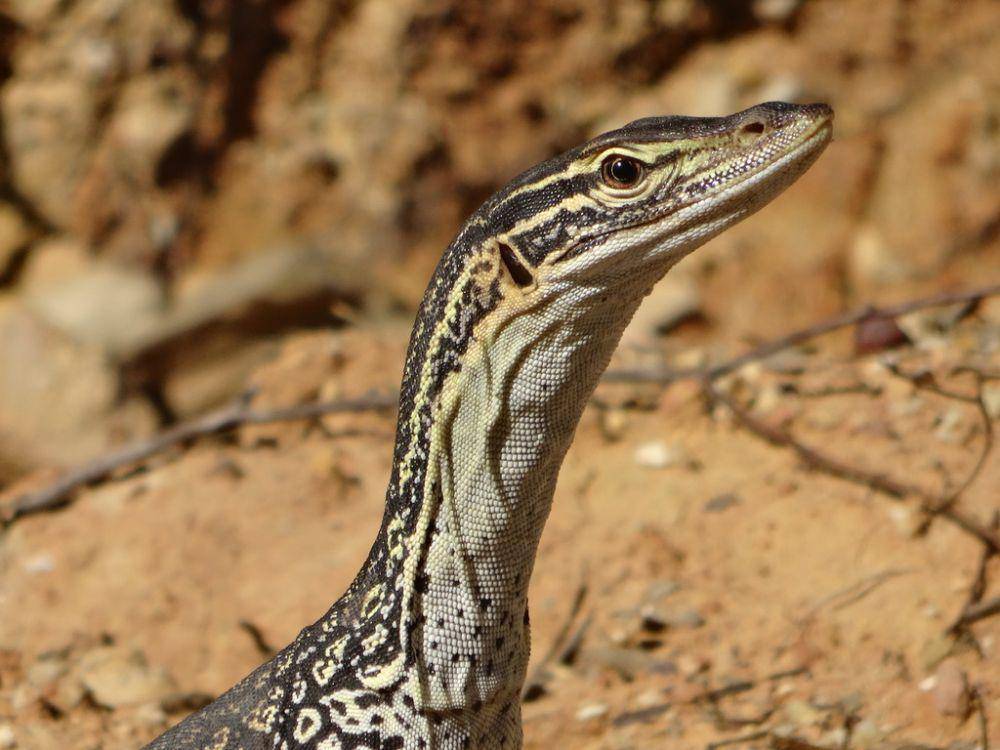 Goanna pasir (inaturalist.org/Pete Sipek)