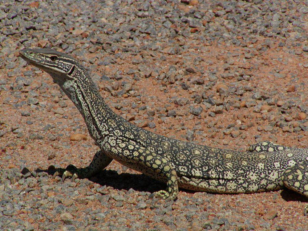 Goanna pasir (inaturalist.org/PaulS)