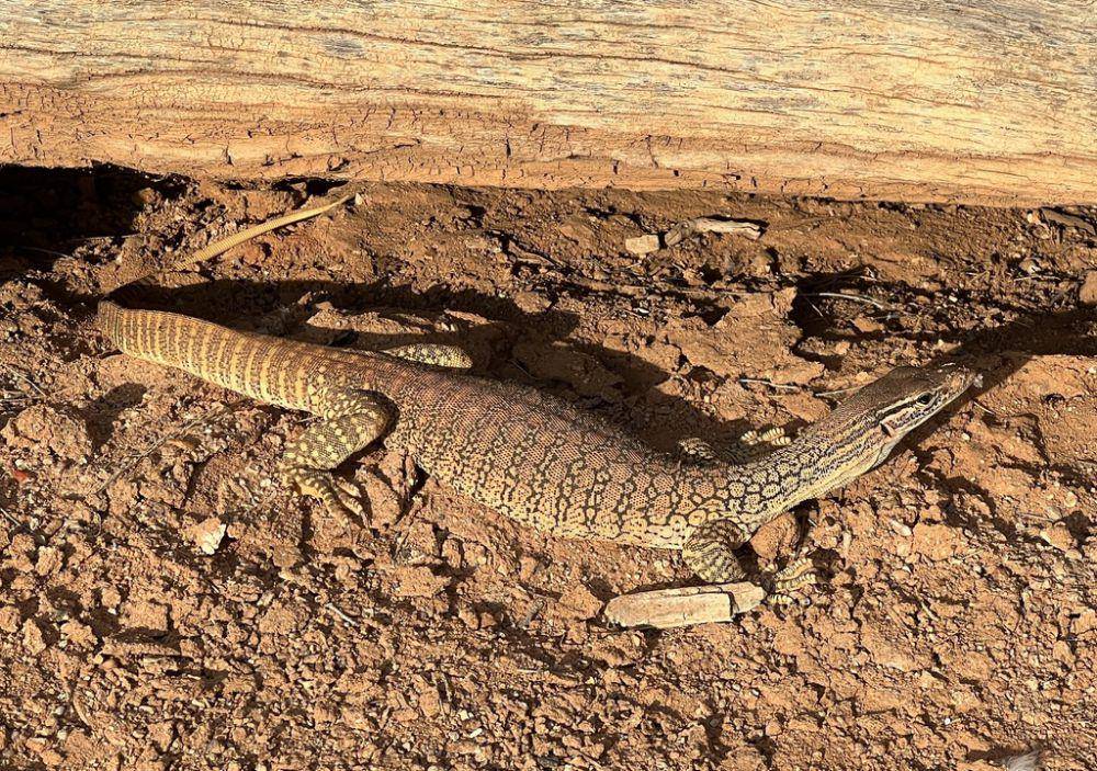 Goanna pasir (inaturalist.org/Benjamin Schwartz)