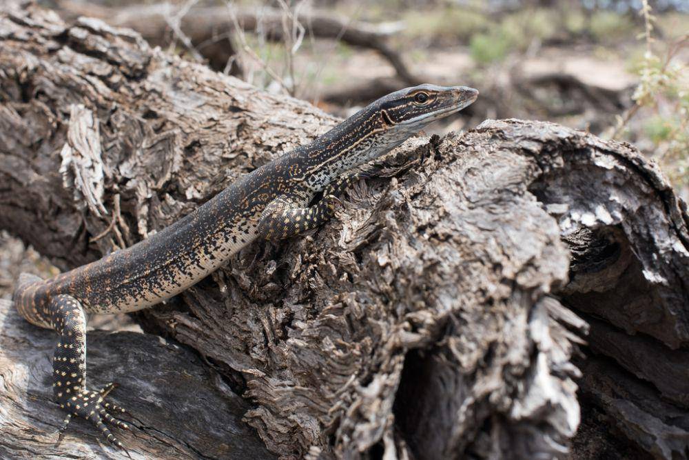 Goanna pasir (inaturalist.org/Sue Jaggar)