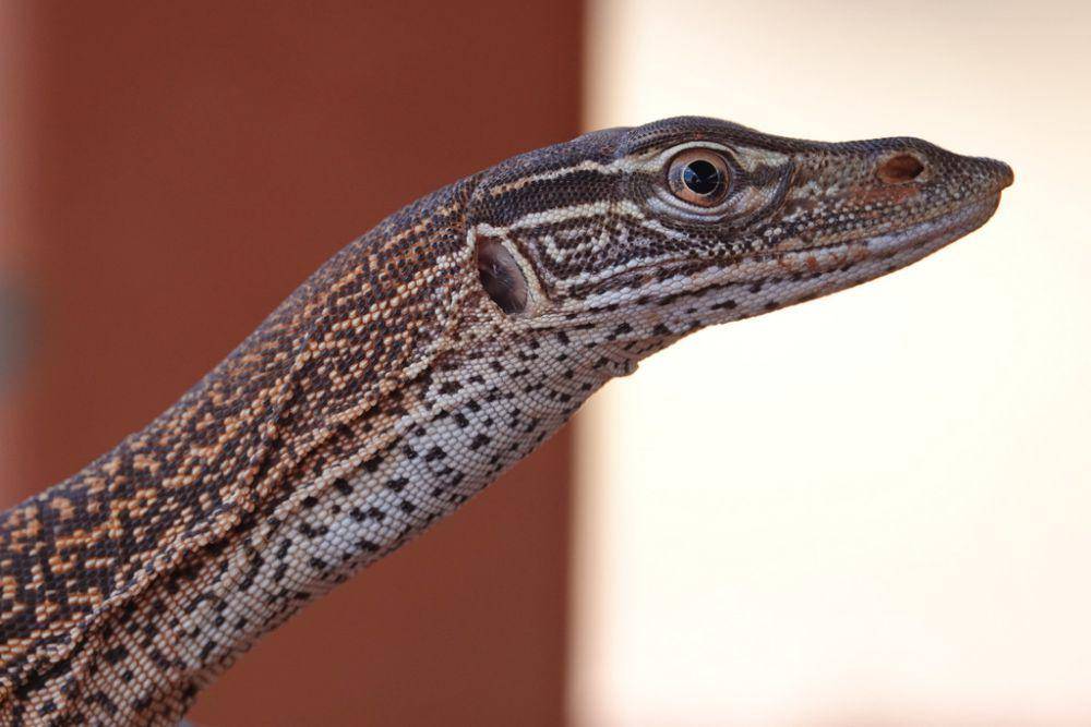 Goanna pasir (inaturalist.org/Romuald Mikusek)