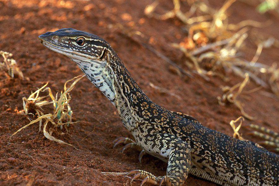 Goanna pasir (inaturalist.org/John Sullivan)