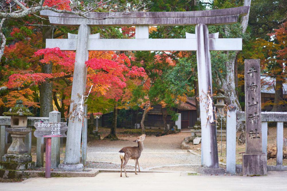 ilustrasi musim gugur di Jepang (unsplash.com/Timo Volz)